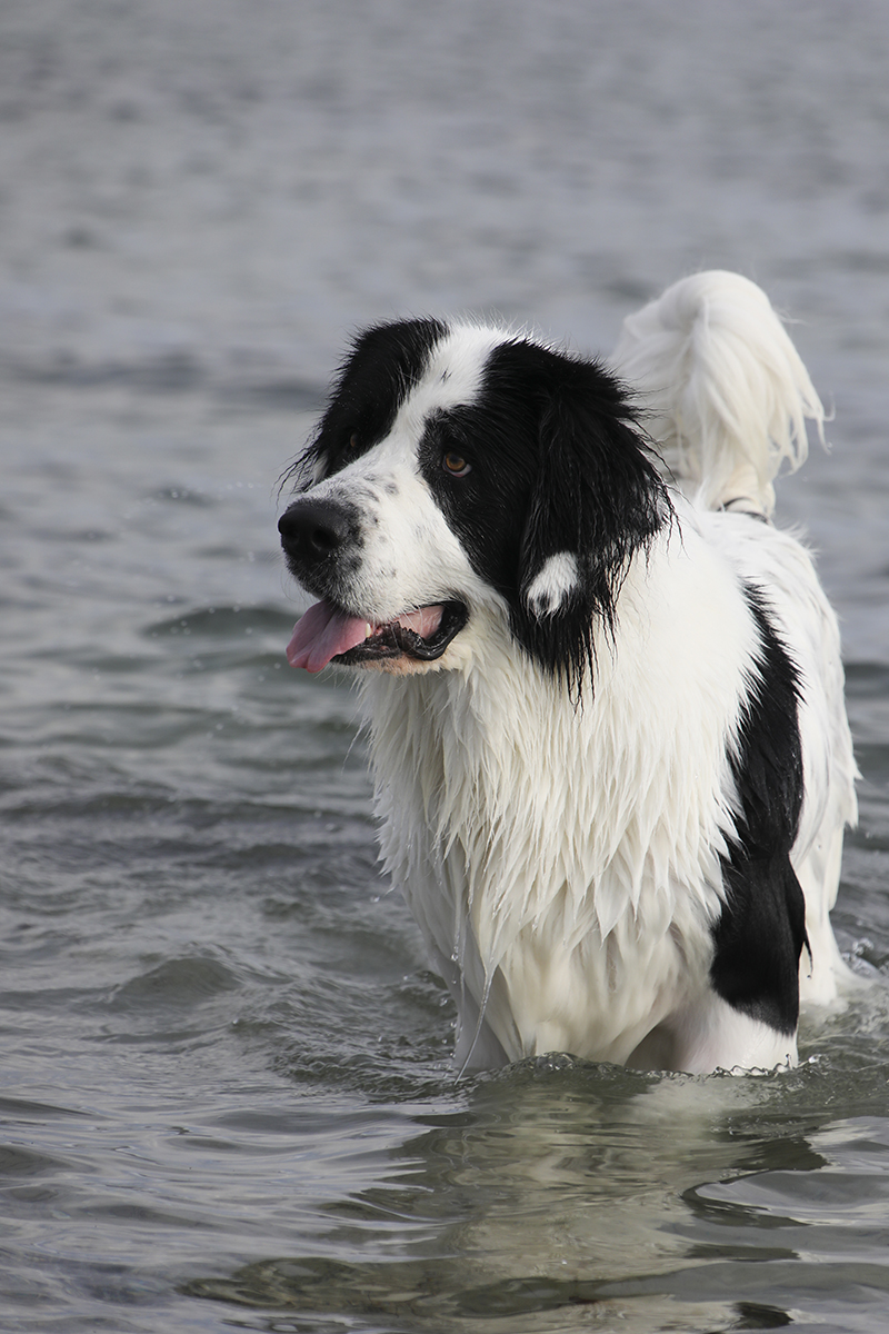 Familjens hund badar